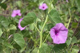 Image of ginger-leaf morning-glory