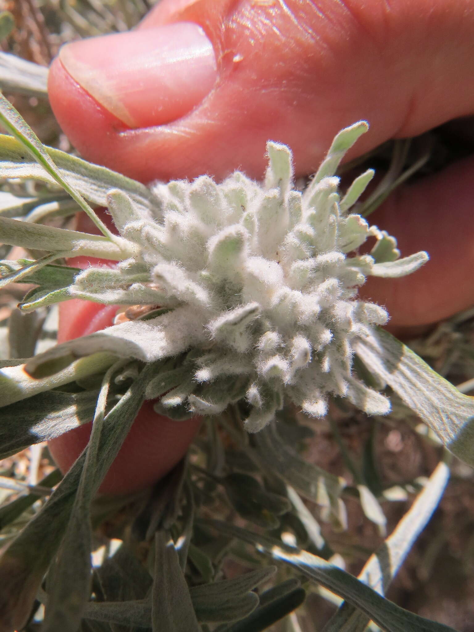 Plancia ëd Rhopalomyia anthoides Gagne 1983