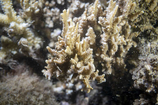 Image of pore coral