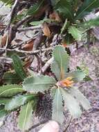 Image of Banksia lemanniana Meissn.