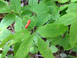 Image de Lonicera canadensis Bartr. ex Marsh.