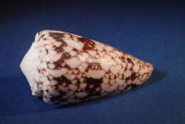 Image of Conus araneosus nicobaricus Hwass ex Bruguière 1792