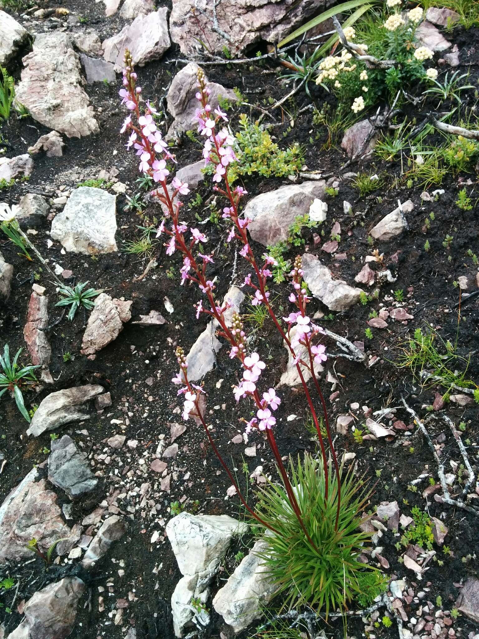 Image of Stylidium graminifolium Sw. ex Willd.