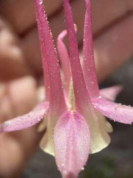 Image of Mancos columbine