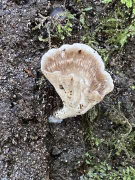 Image of Cotylidia diaphana (Cooke) Lentz 1955