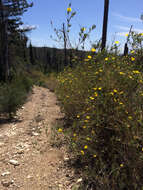 Image of tree poppy