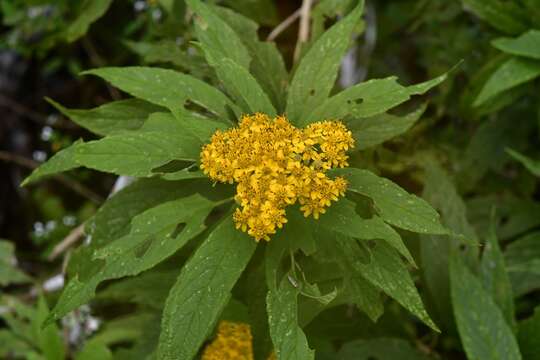 Image of Verbesina hypargyrea B. L. Rob. & Greenm.