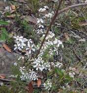 Sivun Leptospermum parvifolium Sm. kuva