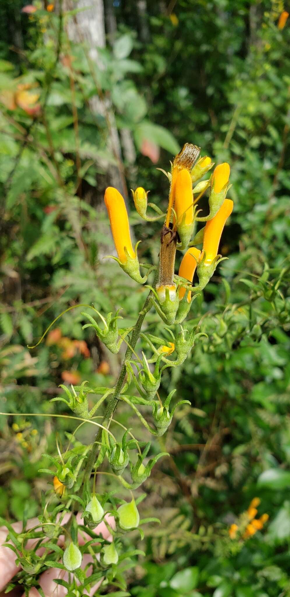 Image of Flameflower