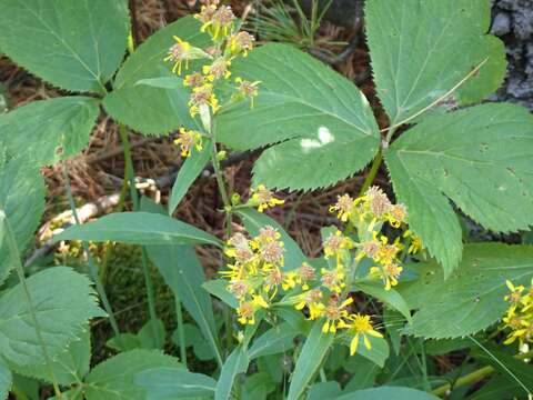 Image of Senecio ovatus subsp. alpestris (Gaudin) J. Herborg