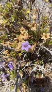 Sivun Ruellia californica subsp. californica kuva