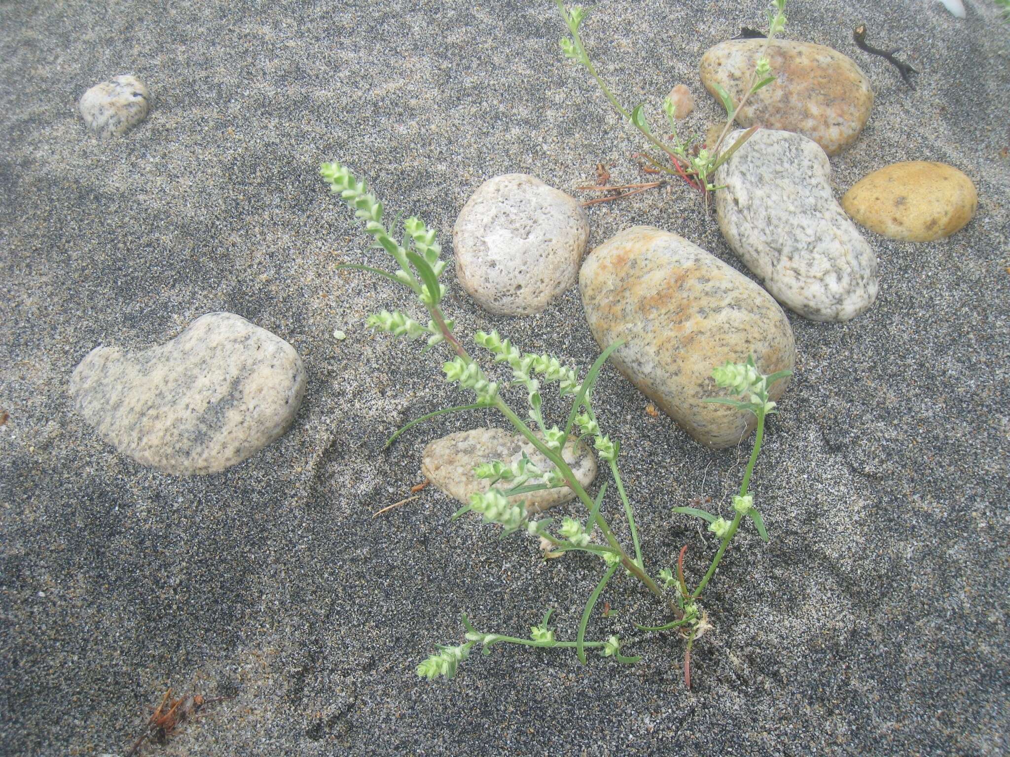 Image of Corispermum ulopterum Fenzl ex Ledeb.