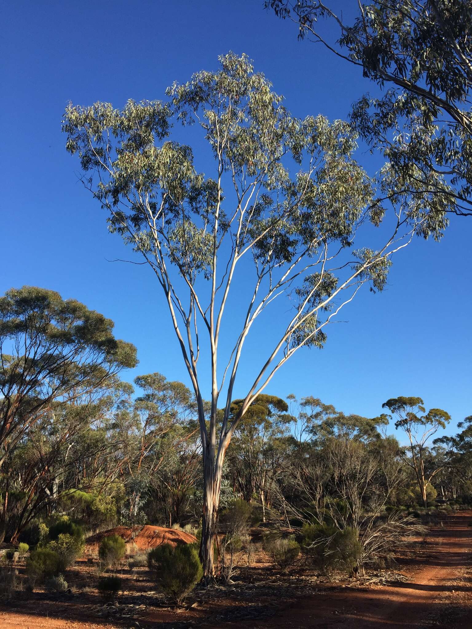 Image of Hyden Blue Gum