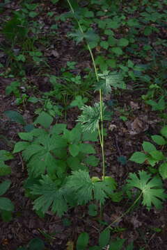 Image of <i>Aconitum lasiostomum</i>