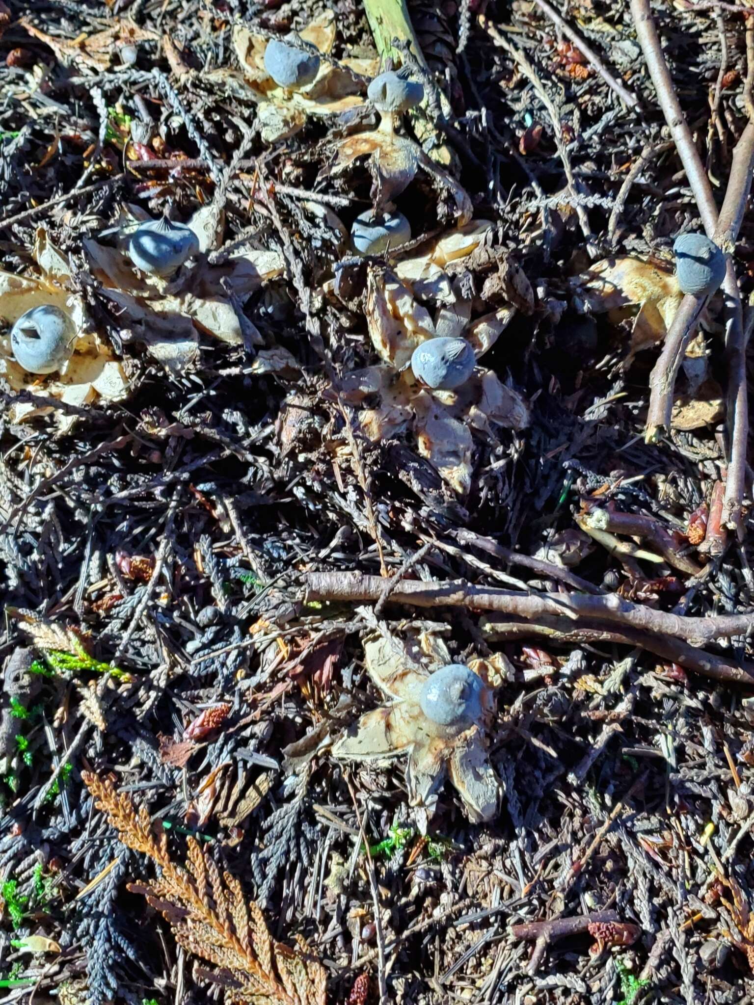 Image of Beaked Earthstar