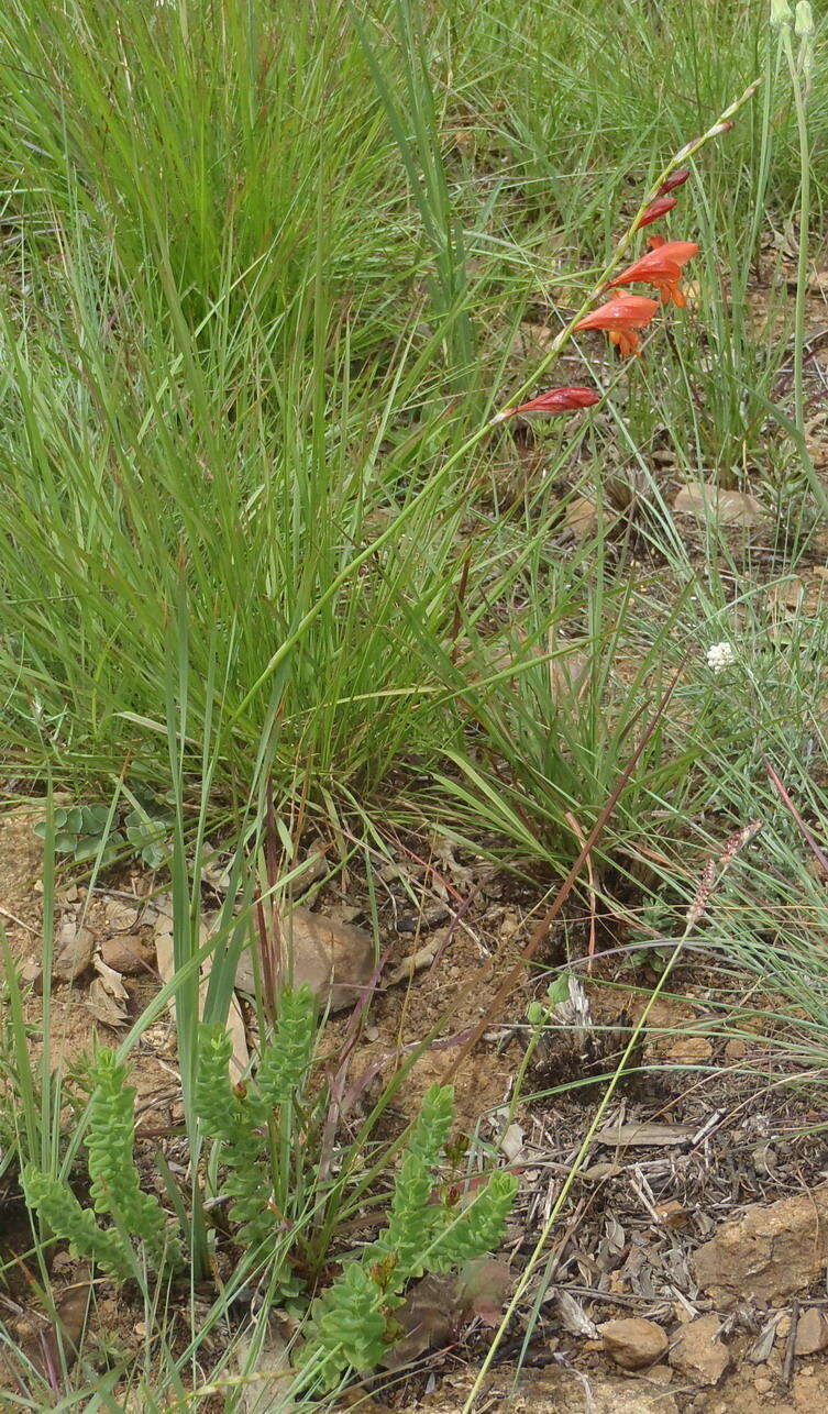 Image of Tritonia nelsonii Baker