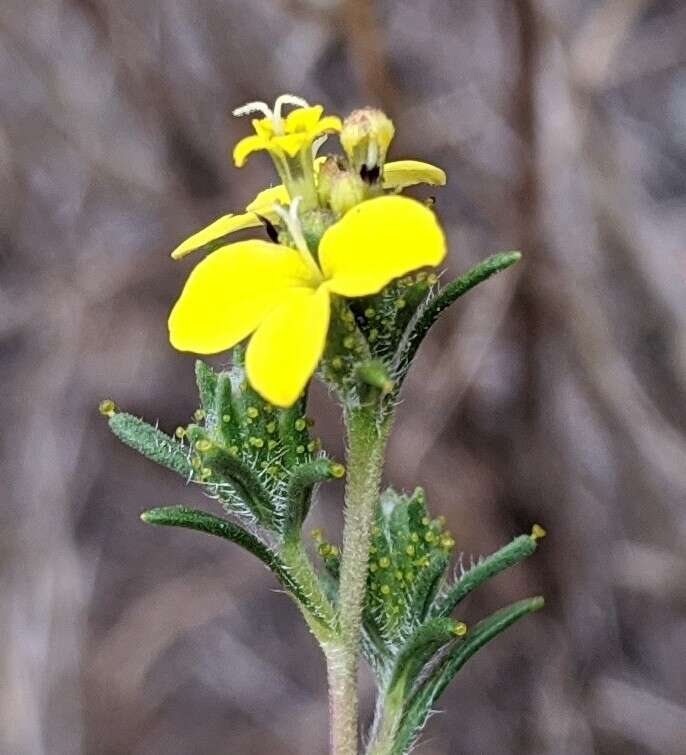 Plancia ëd Calycadenia fremontii A. Gray