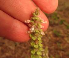 Image de Ocimum americanum var. americanum