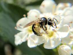 Image of Nude Andrena