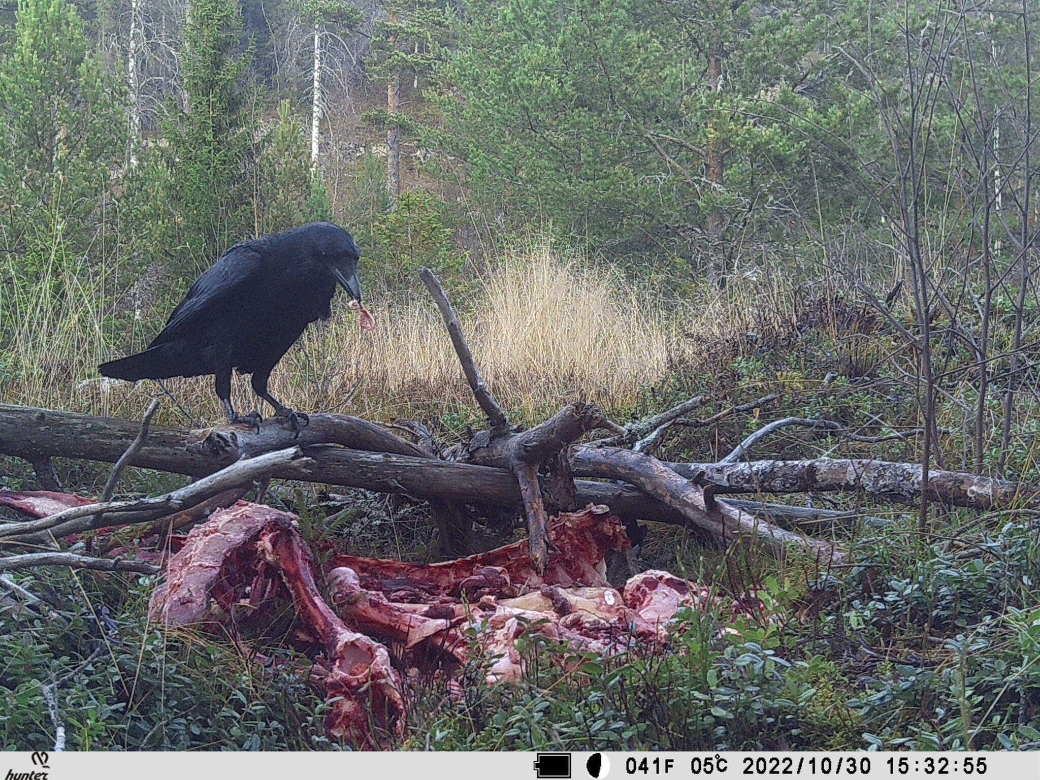 Слика од Corvus corax corax Linnaeus 1758