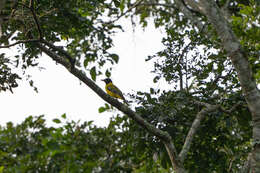 Image of Western Black-headed Oriole