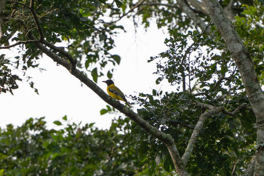 Image of Western Black-headed Oriole