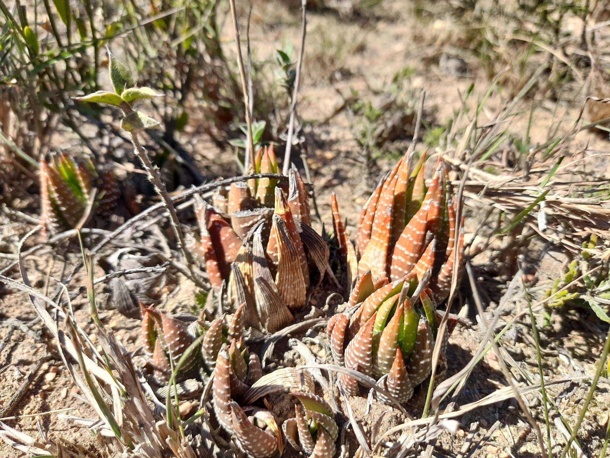 Image of Haworthiopsis fasciata (Willd.) G. D. Rowley