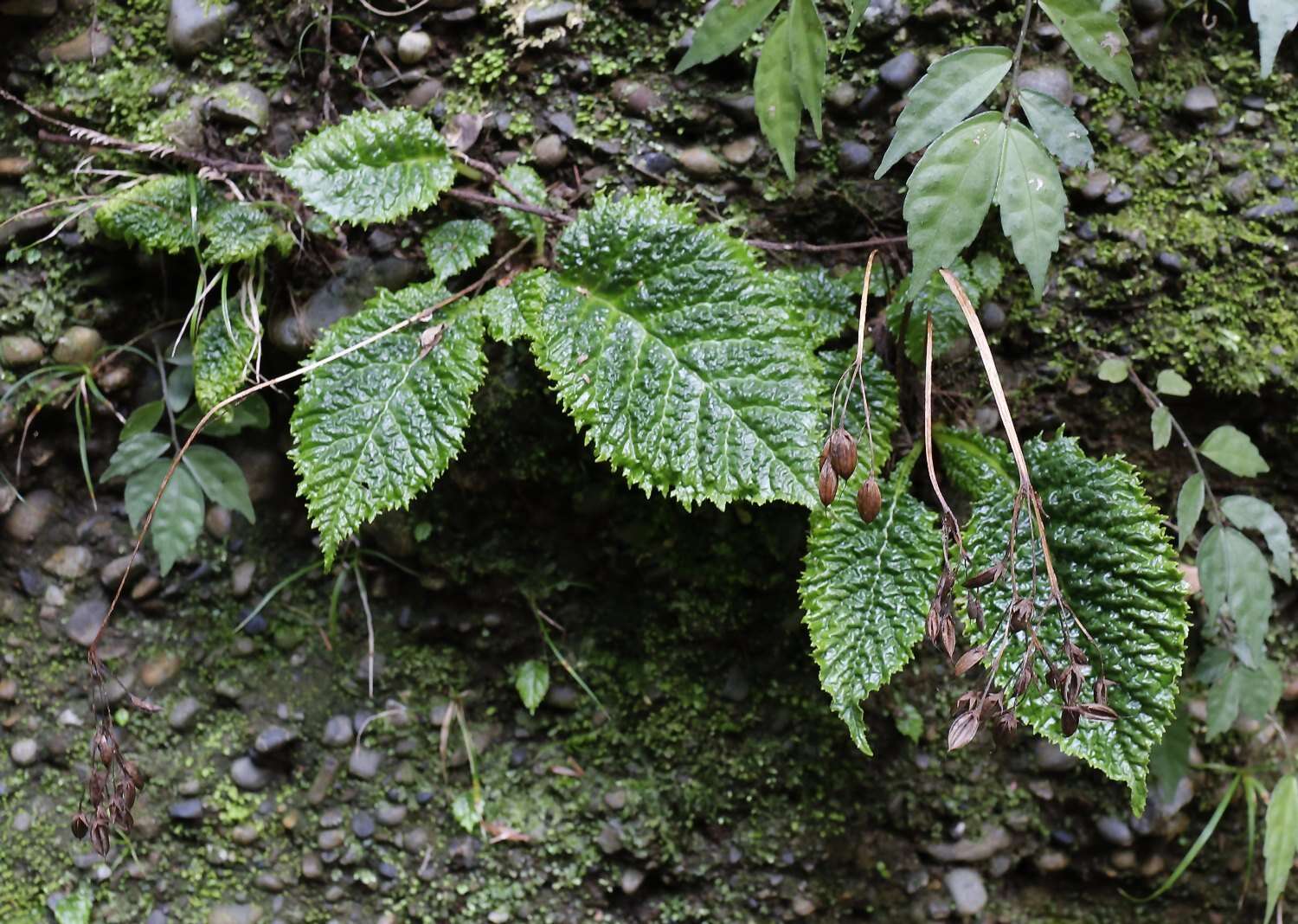 Image of Conandron ramondioides Sieb. & Zucc.