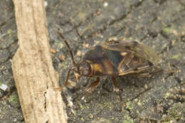 Botocudo ornatulus (Bergroth & E. 1895) resmi