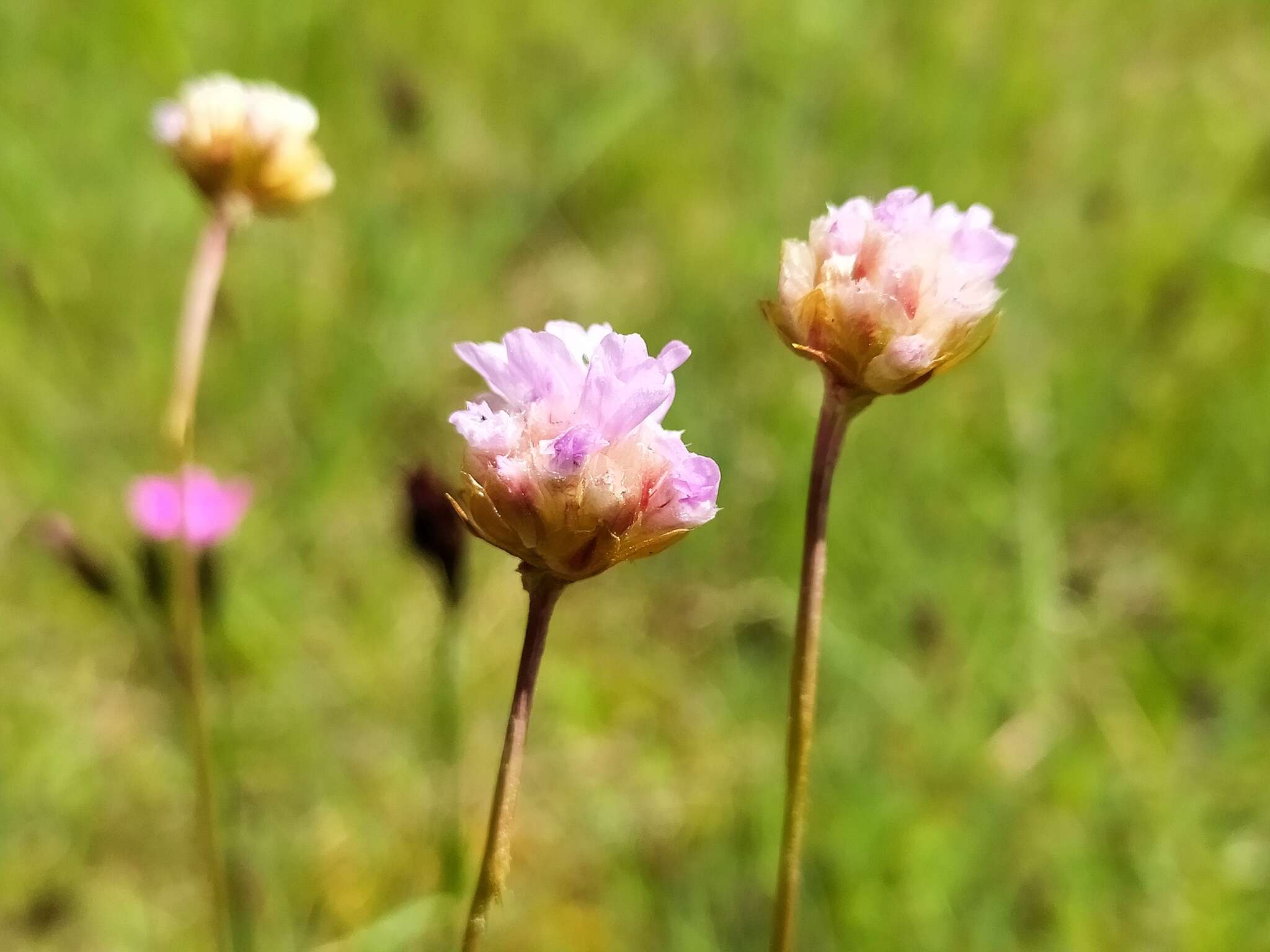 Imagem de Armeria maritima subsp. elongata (Hoffm.) Bonnier