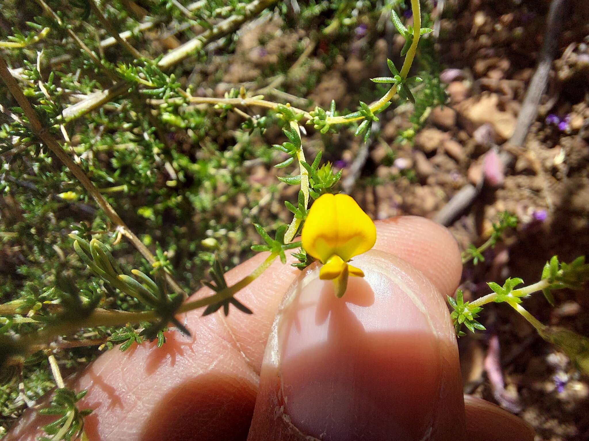 Imagem de Aspalathus aurantiaca R. Dahlgren