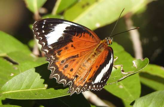 Image of Orange lacewing