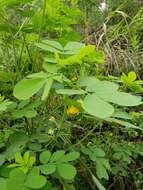 Image of Chinese senna