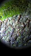 Image of dilated scalewort