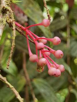 Слика од Thibaudia costaricensis Hørold