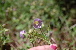 Слика од Polemonium grandiflorum Benth.