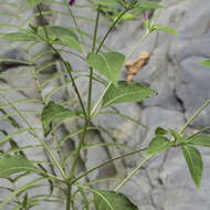 Hypoestes purpurea (L.) R. Br. resmi