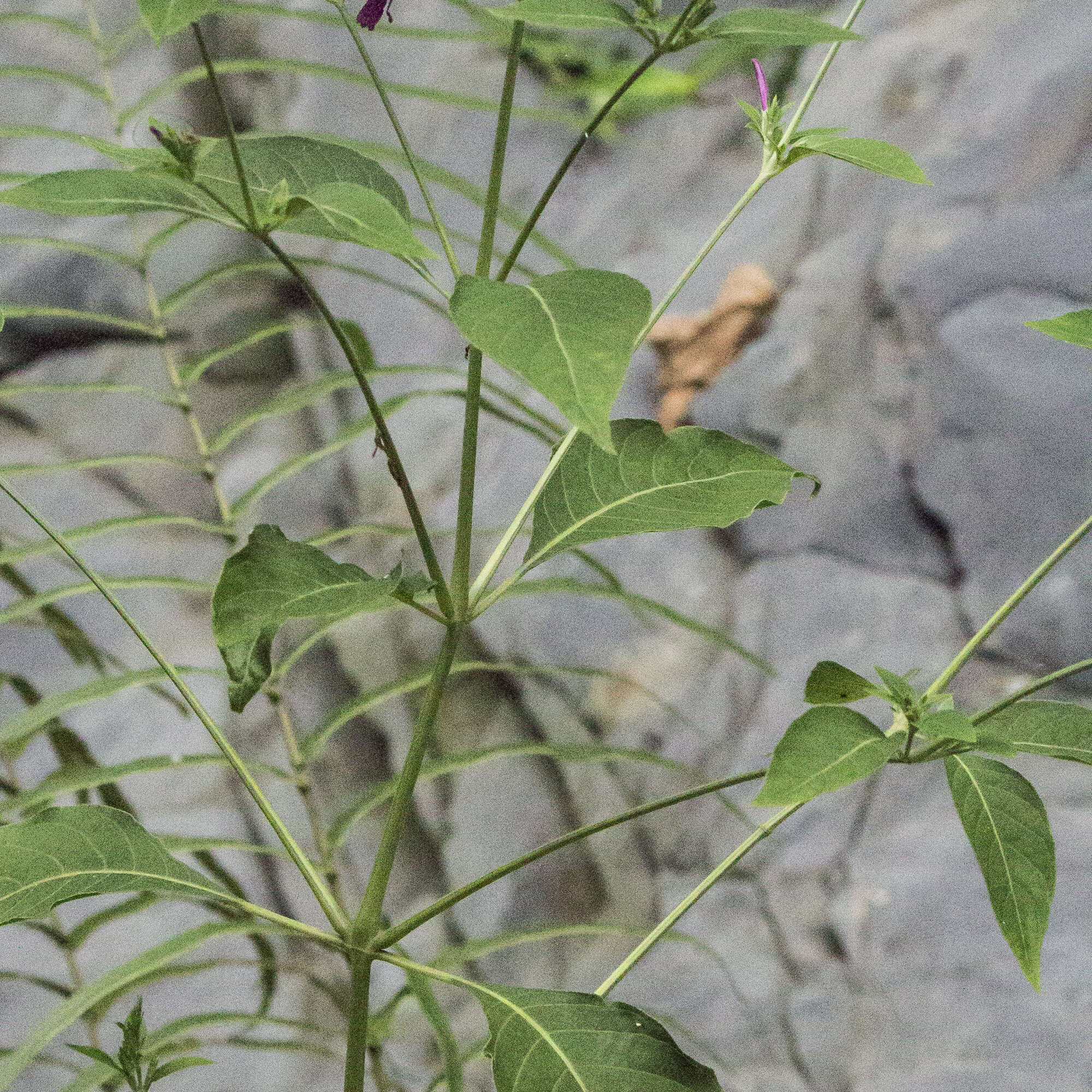 Image of Hypoestes purpurea (L.) R. Br.