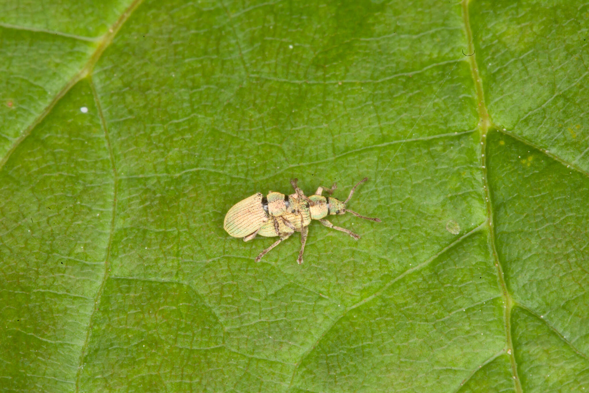 Imagem de Phyllobius (Parnemoicus) roboretanus Gredler 1882