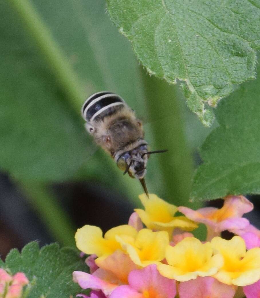 Image of California Anthophora