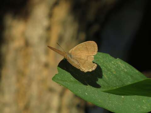 Image of Paryphthimoides poltys Prittwitz 1865