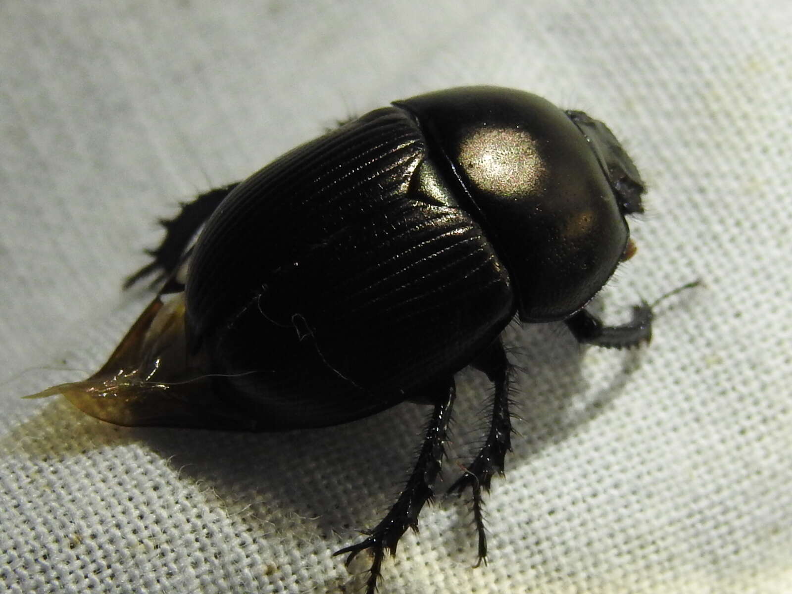 Image of Cnemotrupes semiopacus (Jekel 1865)