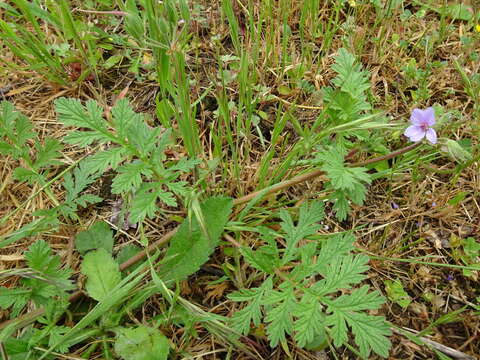 Image de Erodium ciconium (L.) L'Her.