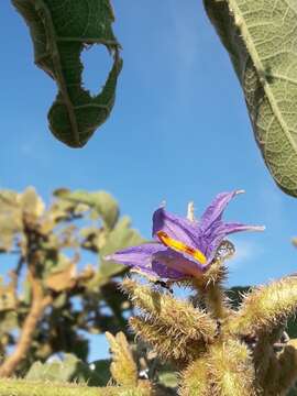 Image of Solanum lycocarpum A. St.-Hil.