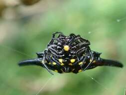 Image of Gasteracantha parangdiadesmia Barrion & Litsinger 1995