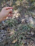 Image of Caribbean fingergrass