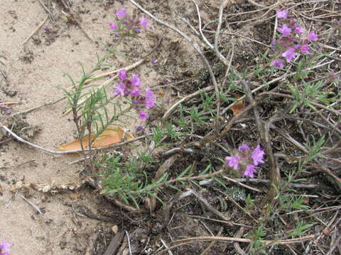 Image of Thymus pallasianus Heinr. Braun