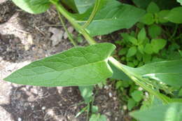 Image of Symphytum officinale subsp. bohemicum (F. W. Schmidt) Celak.