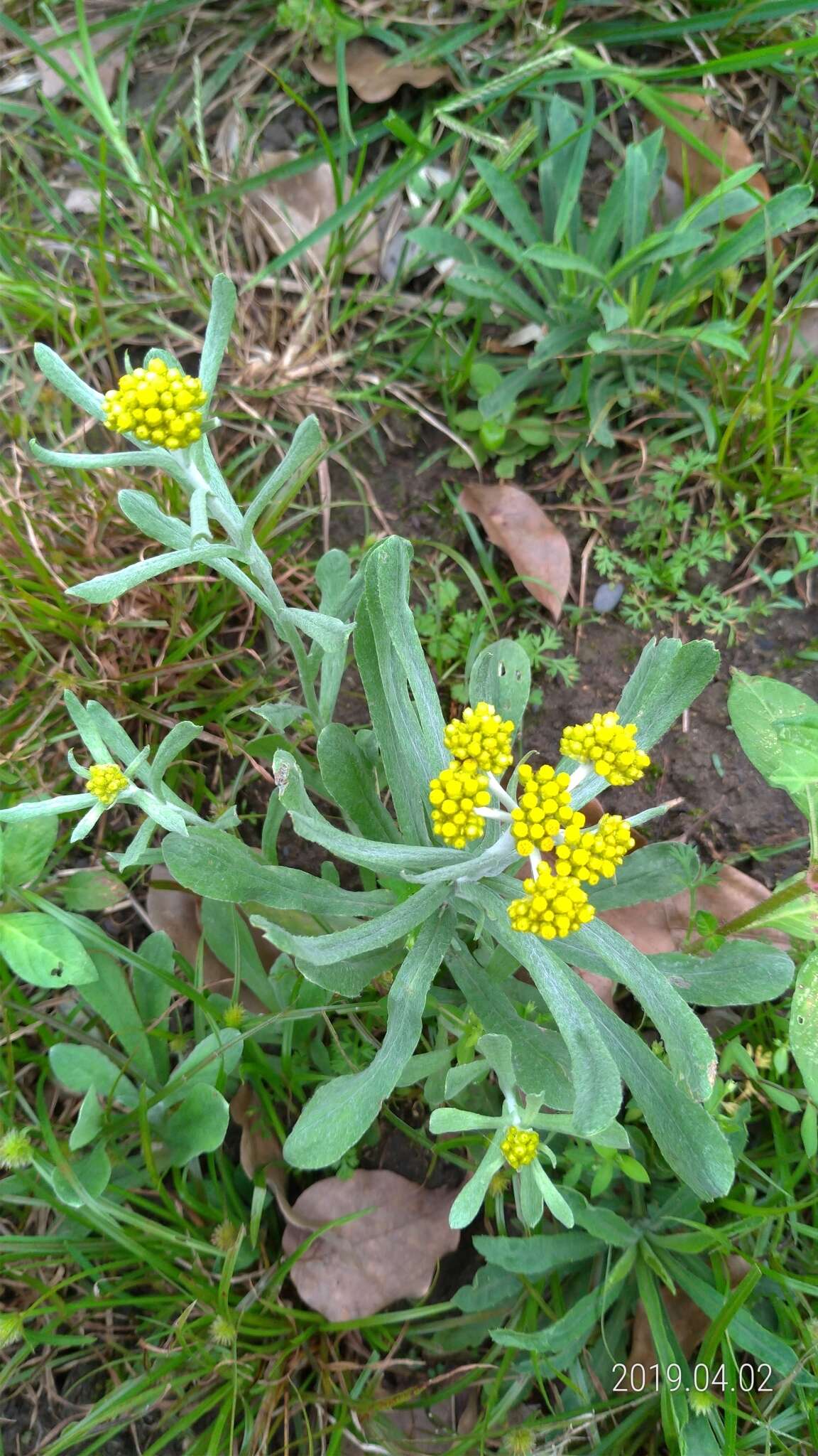 Image of Pseudognaphalium affine (D. Don) A. A. Anderberg