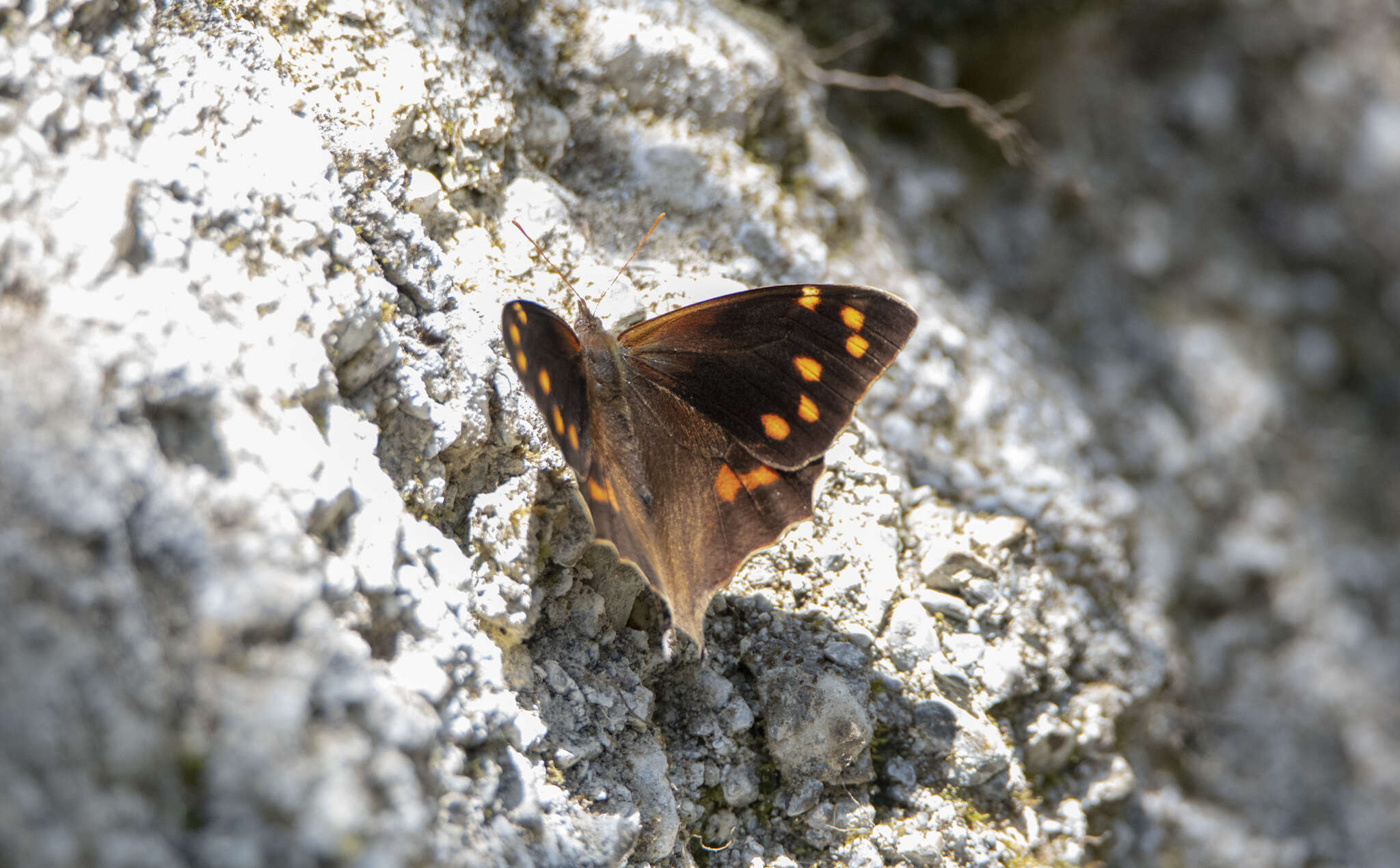 Image of Corades cistene Hewitson 1863